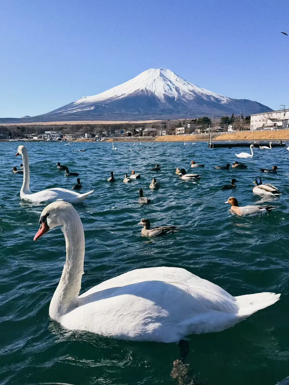 富士山下的大鹅。
